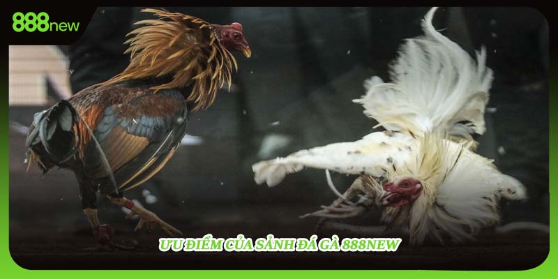Ưu điểm của sảnh đá gà 888NEW